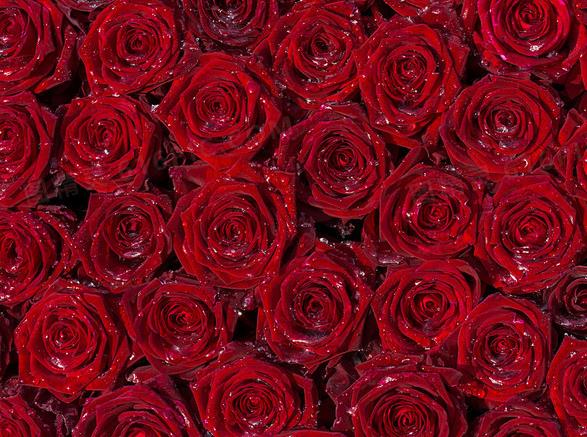 红色玫瑰花代表什么意思啊？