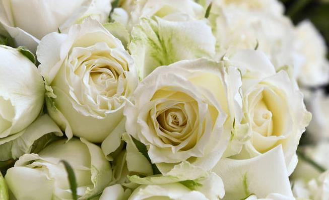 白玫瑰的花语是什么意思?