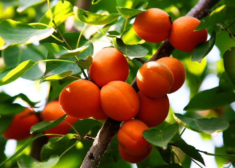 北方杏树什么品种好？