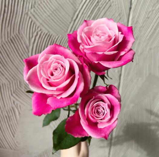 各种颜色的玫瑰花的花语是什么
