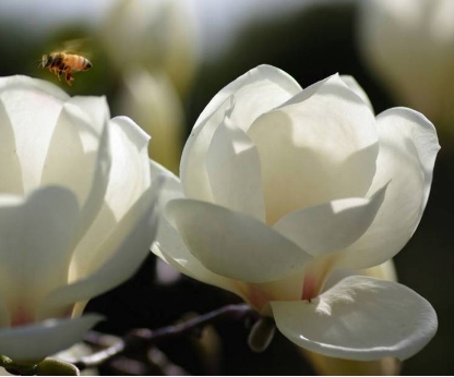 白玉兰花的寓意是什么？