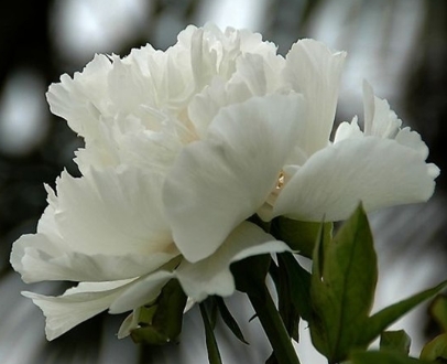 白牡丹的花语是什么？