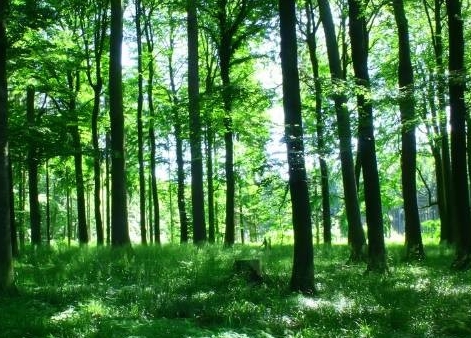 4月1日本溪市林业和草原局印发：2024年度生态环境保护工作计划和措施清单