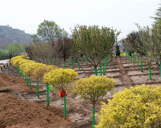 4月25日省绿委办发布公报：江苏去年完成造林绿化23万余亩